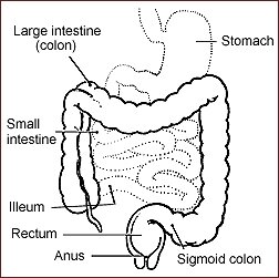 Lower Digestive System